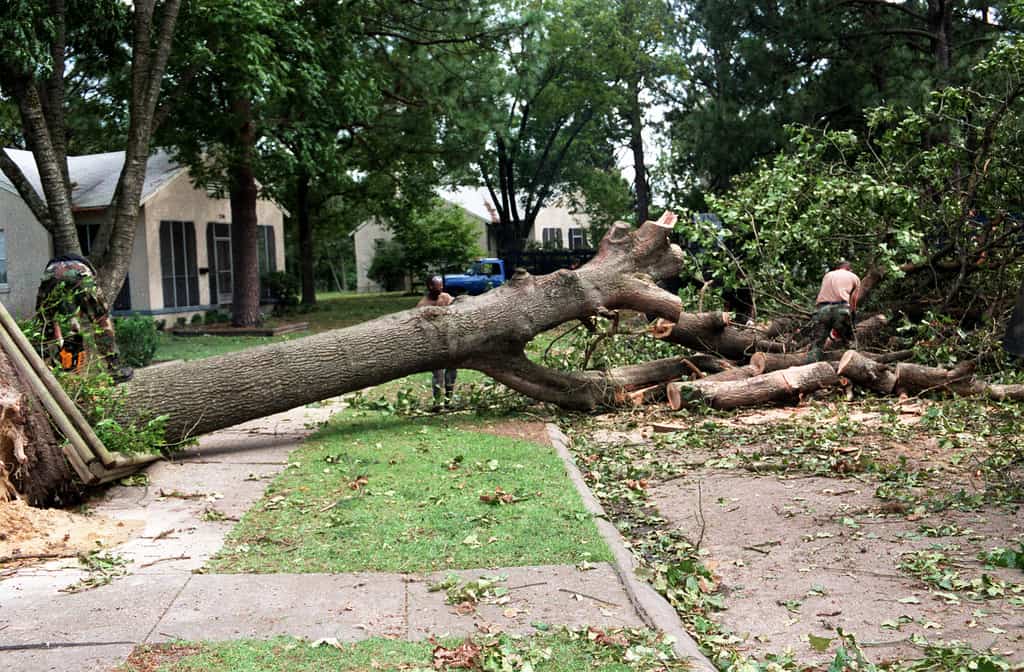 emergency tree service