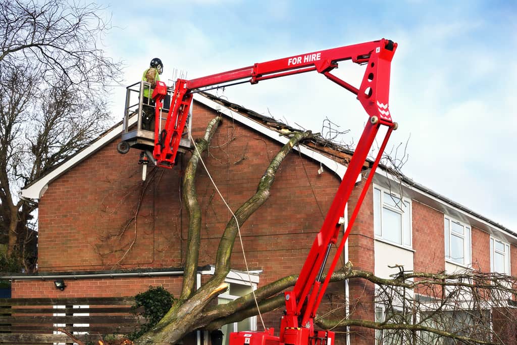 roswell 24 hour tree removal