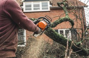 Worker cutting through a thick, moss-covered tree branch with an orange chainsaw, sawdust flying, wearing a brown jacket.