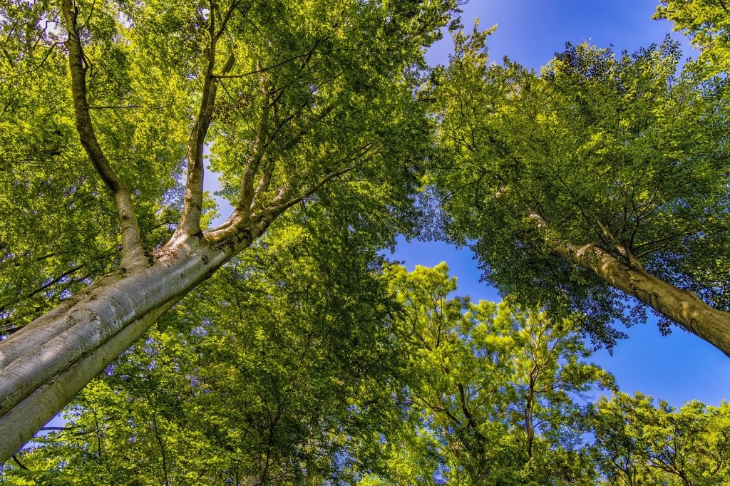 The image features a worm's-eye view of a lush, green forest canopy. The sky is visible through the dense foliage, with sunlight filtering through the leaves. The trunks of the trees extend upward, showcasing the forest's grandeur and tranquility.