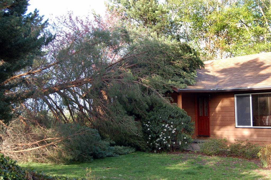 The image depicts a large, uprooted tree leaning against a brown single-story house. The tree has fallen in such a way that it obscures part of the house and appears to have caused significant damage to the roof and structure. The sky is clear, suggesting that the event occurred on a day with good weather.