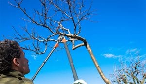 A person using long-handled loppers to prune a leafless tree against a blue sky.